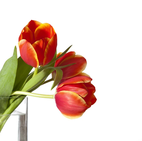 Three red and yellow tulips — Stock Photo, Image