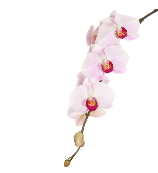 Orquídea — Fotografia de Stock