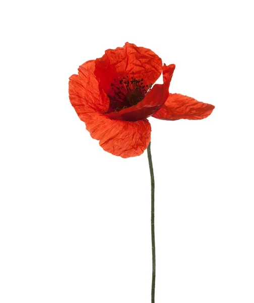 Rode papaver — Stockfoto