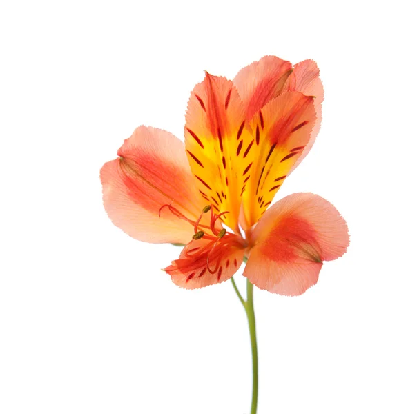 Alstroemeria — Fotografia de Stock