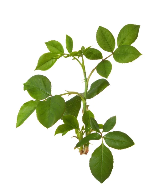 Young branch of rose — Stock Photo, Image