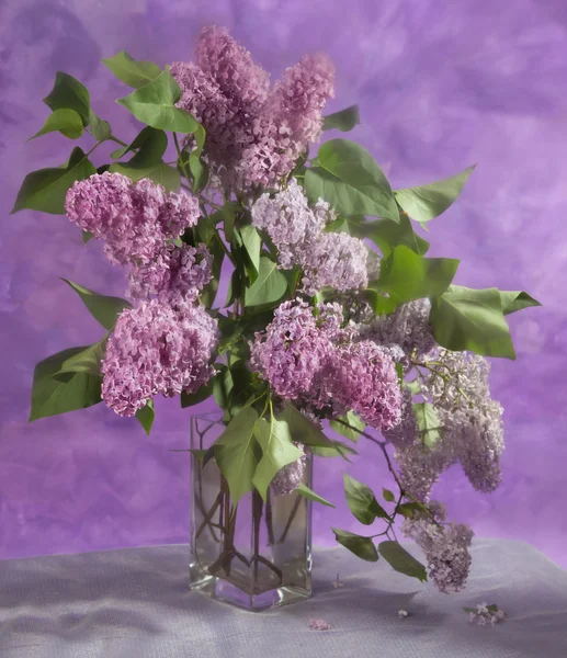 Bouquet of spring purple Lilac — Stock Photo, Image