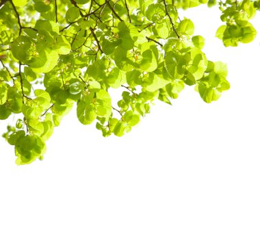 Lime trees clipart