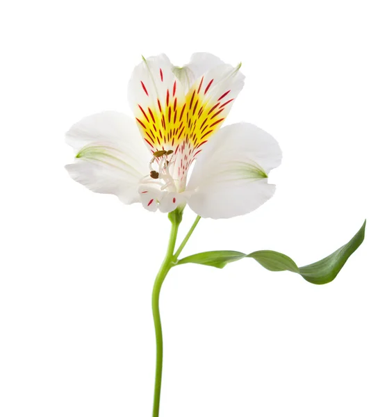 Alstroemeria — Fotografia de Stock