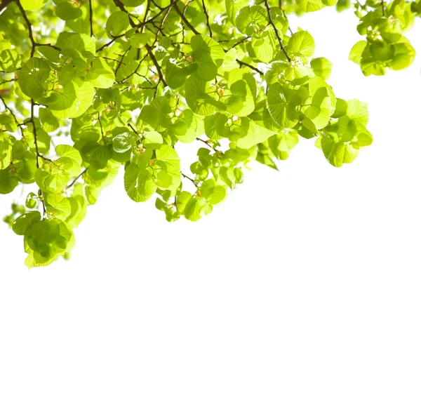 Lime trees — Stock Photo, Image
