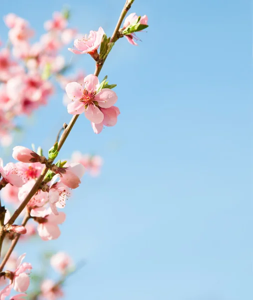 Větve s krásné růžové květy — Stock fotografie