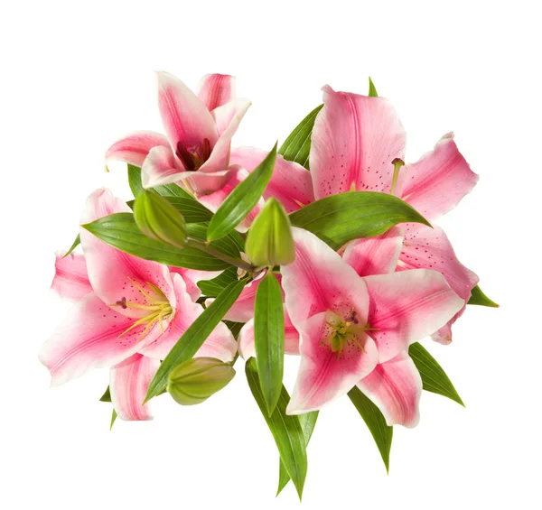 Pink lilies — Stock Photo, Image