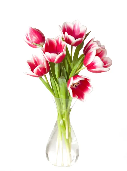 Tulipani rosa e bianchi — Foto Stock