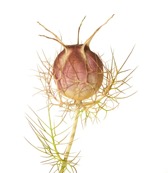 Nigella seed head — Stock Photo, Image