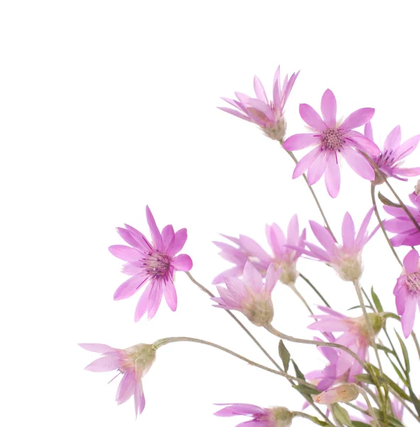 Rengi bozulmayan çiçek — Stok fotoğraf