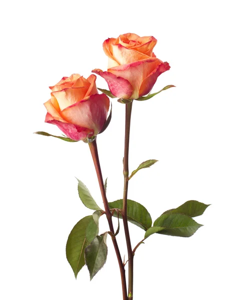 Két narancsszínű rózsa — Stock Fotó