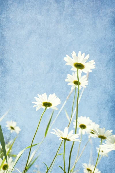 Kamillen gegen blauen Himmel. — Stockfoto