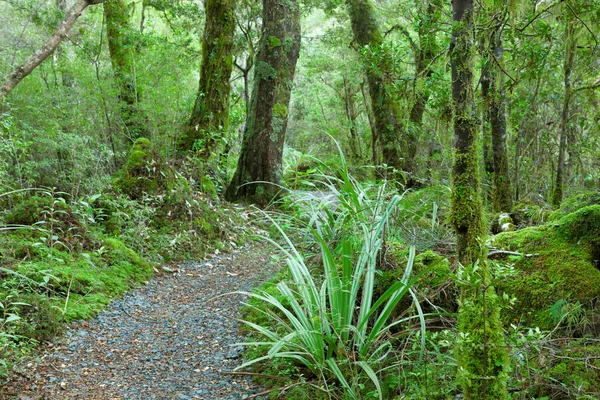 Temperate rain forest — Stock Photo, Image