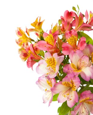 Bouquet of Alstroemeria flowers clipart
