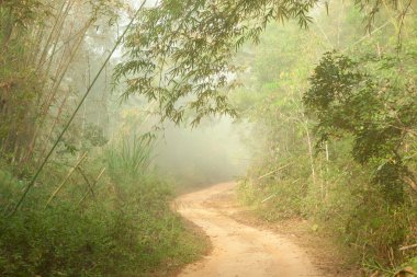 Ground road in jungle near Umphang,Thailand clipart
