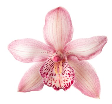 Pink Orchid flower clipart