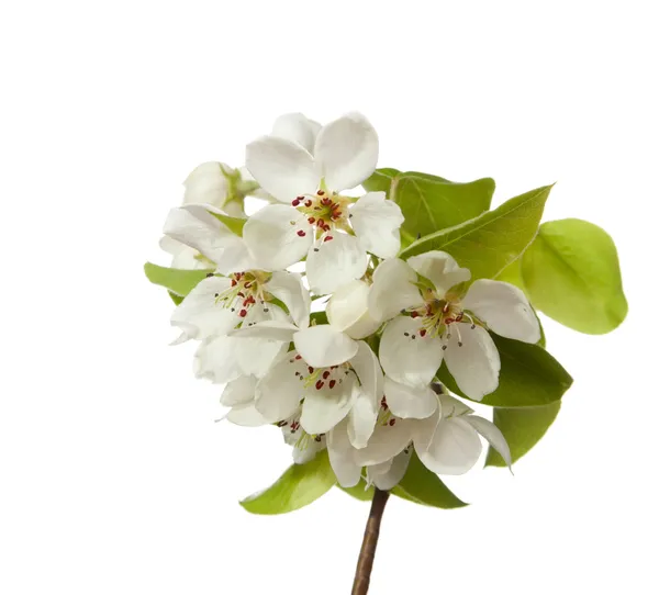 Apple blossom — Stockfoto