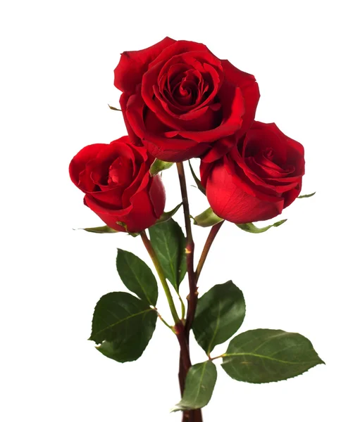 Dwa ciemne czerwona róża — Zdjęcie stockowe