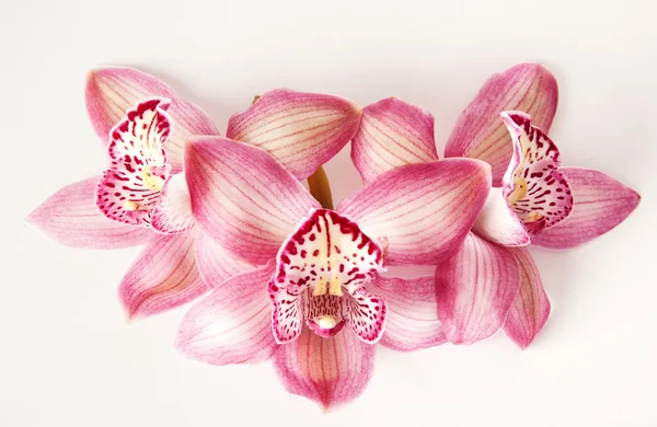 Fiore di orchidea rosa — Foto Stock