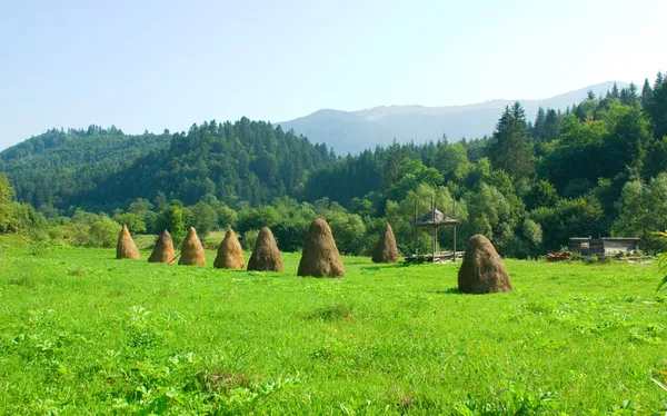 Beautiful summer day  in the Carpathian Mountains — Stock Photo, Image