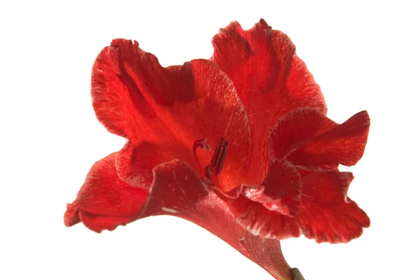 Röd gladiolus — Stockfoto