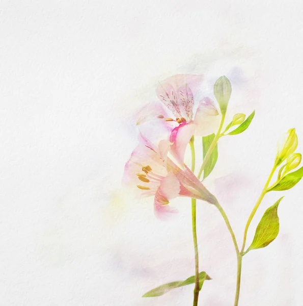 Alstroemeria flores —  Fotos de Stock