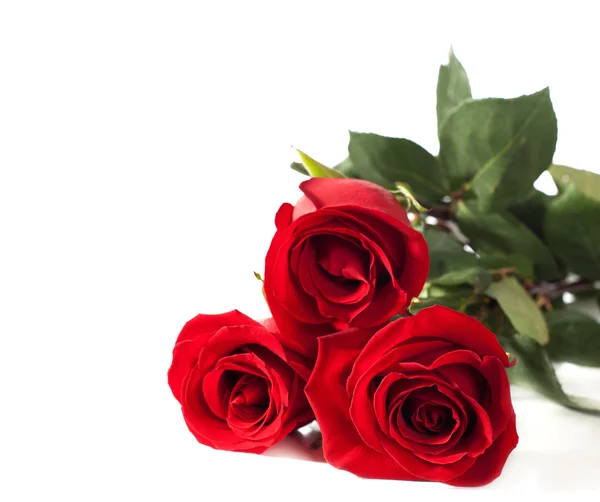 Tre rose rosse — Foto Stock