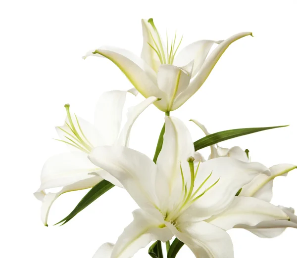 White lilies — Stock Photo, Image