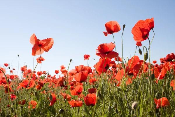 Fiori di papavero rosso — Foto Stock