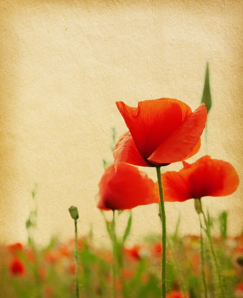 Vintage  paper textures with poppies — Stock Photo, Image