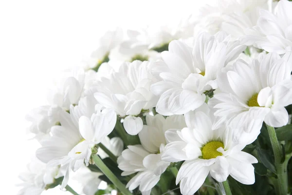 White Chrysanthemum — Stock Photo, Image