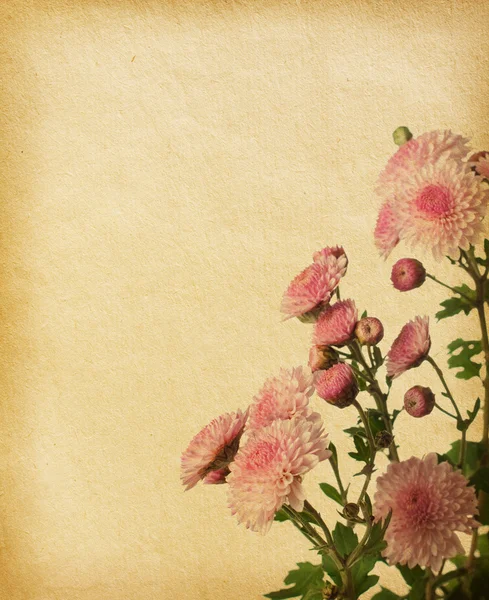 ピンクの菊とビンテージの紙の模様 — ストック写真