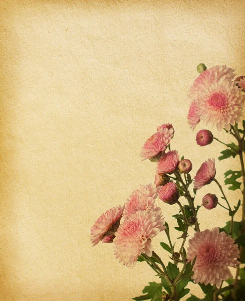 Vintage papper texturer med rosa krysantemum — Stockfoto