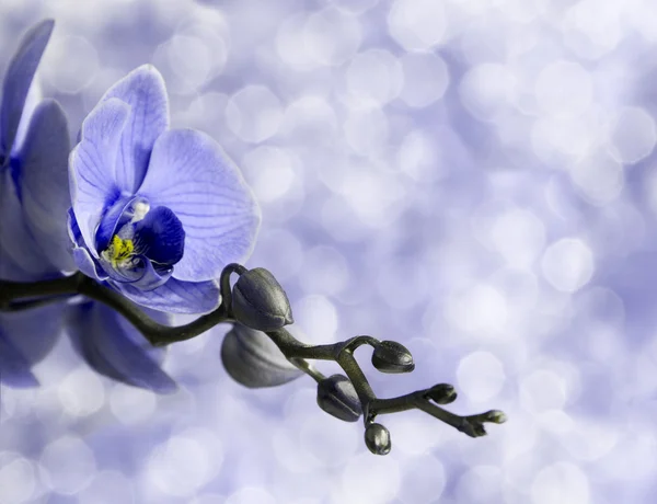 Orchidea blu — Foto Stock