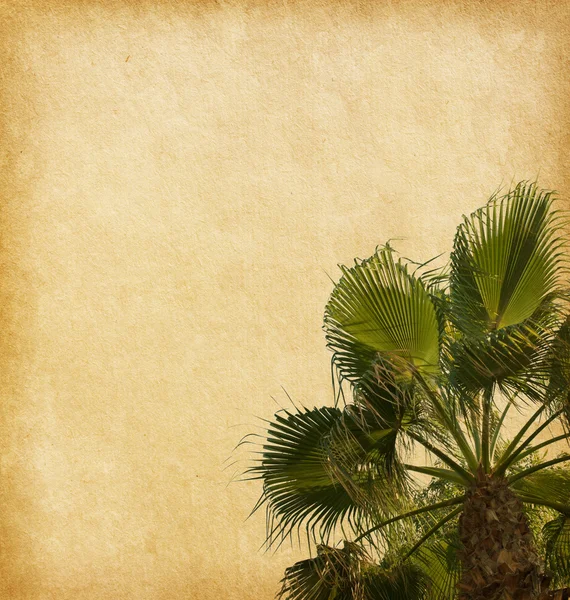 Old paper  with  palm tree — Stock Photo, Image