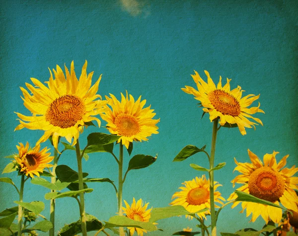 Beautiful sunflowers — Stock Photo, Image