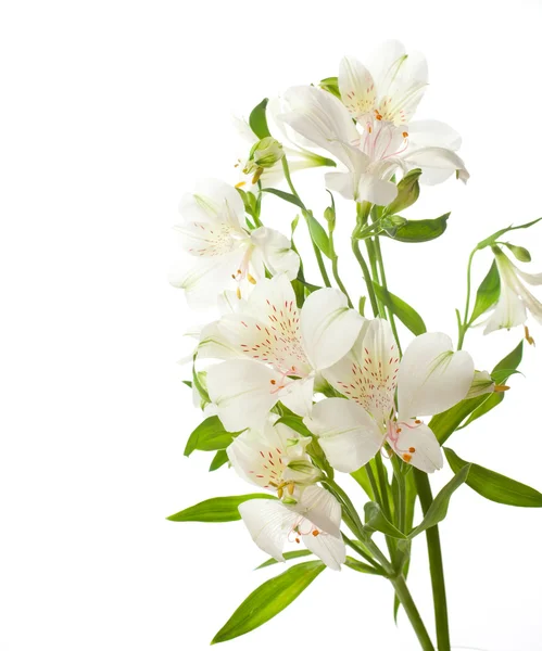 Alstroemeria 꽃 — 스톡 사진