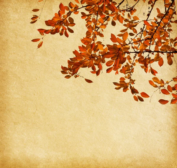 Old paper with branch of autumn leaves — Stock Photo, Image