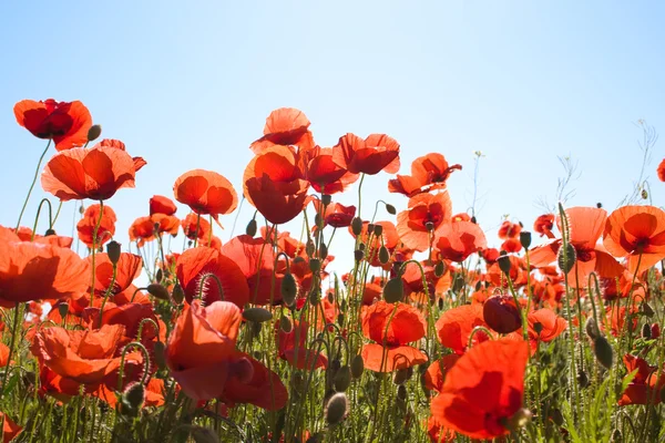 Rote Mohnblumen — Stockfoto