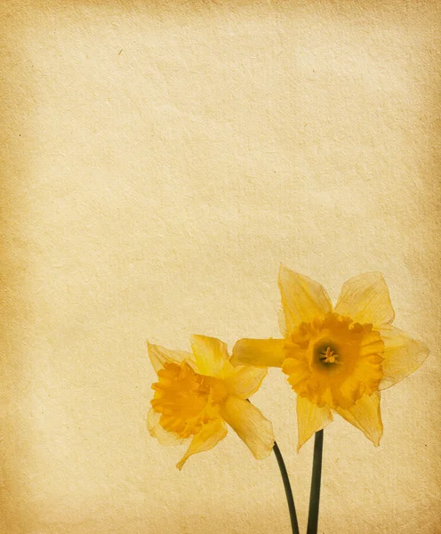 Old paper with two narcissus — Stock Photo, Image
