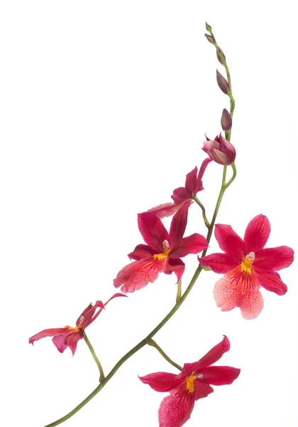 Orquídeas — Fotografia de Stock