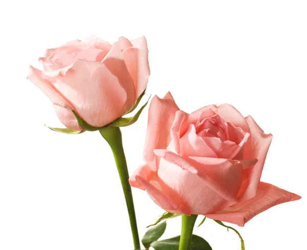 Two pale roses — Stock Photo, Image