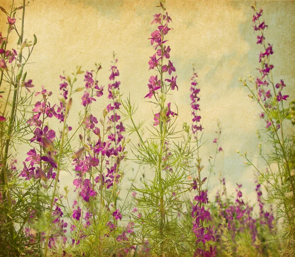 Violet Delphinium — Stockfoto