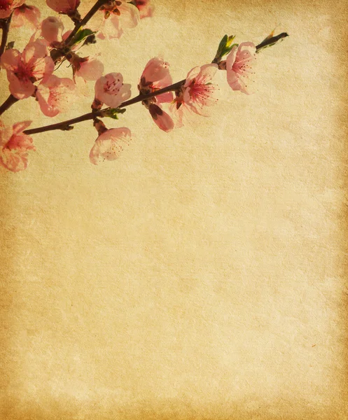 Gamla papper med peach blossom — Stockfoto