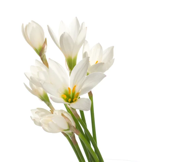 洁白的百合花束 — 图库照片