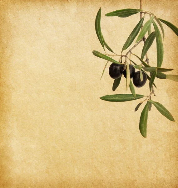 Siyah Zeytin dalları ile eski kağıt — Stok fotoğraf