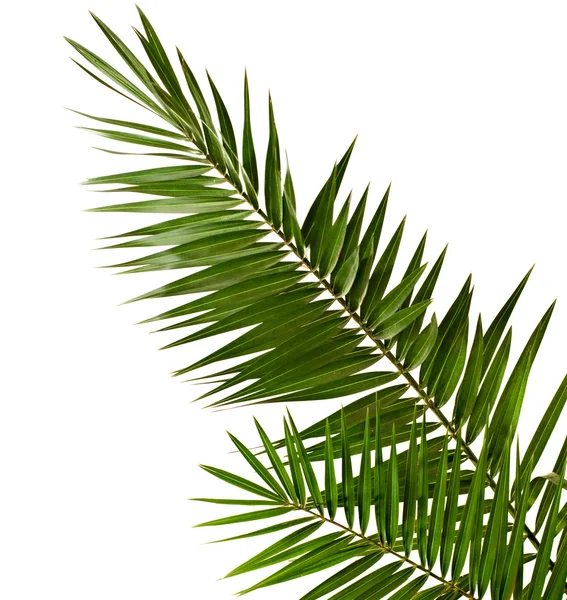 Palm brunch — Stock Photo, Image