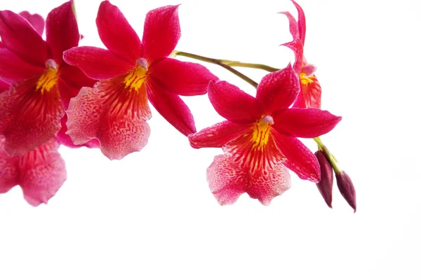 Rosa Orchidee — Stockfoto