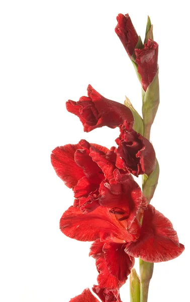 Röd gladiolus — Stockfoto