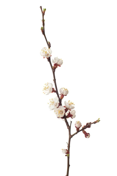 Apricot in blossom — Stock Photo, Image